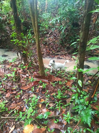 A small, predominantly white dog with black markings around the ears and face is standing in a muddy area surrounded by dense foliage in a wooded area. The dog's tongue is visible, suggesting it may be panting. The ground is covered with fallen leaves, various plants, and small trees. The scene is in Baan Thong Nang, Thailand. The muddy area appears to be a shallow stream or pooling of water. The environment suggests a tropical or subtropical forest setting.