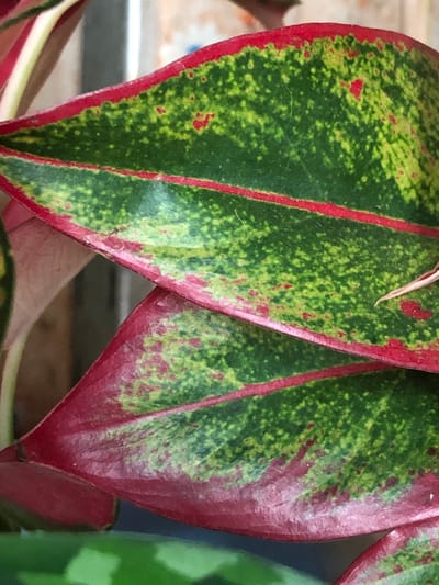 The image shows a close-up, top-down view of two overlapping leaves of a plant. The leaves have a variegated pattern of deep green, light green, and red. A prominent red stripe runs down the center of each leaf, and the edges of the leaves are also red. The surface of the leaves appears to have a slightly textured or speckled quality. The background is out of focus, showing muted tones of beige and brown, suggesting an indoor or shaded outdoor environment. There are no people or specific urban features visible that would indicate a location in the city of Пионерский, Russia.