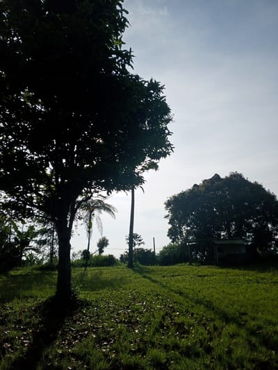 The scene is a sunlit grassy field in Thalang, Laos. A large, silhouetted tree dominates the left foreground, casting a shadow on the grass. In the midground, various smaller trees and vegetation populate a slightly elevated area, including a fern. A utility pole is visible. To the right, another large, silhouetted tree stands behind a small, dilapidated building or shed. The sky is pale blue with some wisps of clouds. There are no people visible.