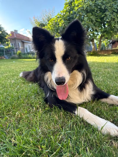 A black and white Border Collie dog is the central subject of this brightly lit outdoor image. The dog is lying on its side on vibrant green grass, looking directly towards the viewer with an engaging gaze. Its tongue is slightly out, a vibrant pink, suggesting a relaxed state or panting in the warm weather. The dog displays classic Border Collie markings, with prominent black fur on its head, ears, and body, contrasted by white fur on its snout, forehead, chest, and legs. Its eyes are a warm brown.

The immediate setting is a lush, green lawn, indicative of a garden or backyard. In the background, out-of-focus green foliage from trees and bushes creates a natural backdrop, with bright sunlight dappling through the leaves. A clear blue sky is visible, and further in the distance, parts of a house or building with a reddish-brown roof and light-colored walls can be seen. The image conveys a sunny, pleasant day. This scene is located in Berkovitsa, Bulgaria. There is no visible text.