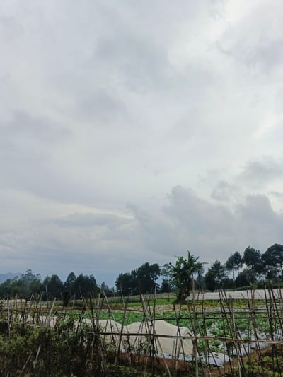 The image displays an agricultural landscape in São Félix do Xingu, Brazil, under an overcast sky. The upper two-thirds of the frame are filled with a dense, light grey cloud cover. A faint, hazy line of distant mountains or hills is visible on the far-left horizon, partially obscured by closer vegetation. A dark green treeline, composed of various tree species including conifers on the right, extends across the mid-ground. A distinct banana-like plant with large leaves stands slightly in front of the main treeline in the center-right. The foreground features an active cultivated field. A rudimentary trellising or fencing system made of thin, light brown wooden poles, some arranged in "X" shapes, traverses horizontally across the lower third of the image. Behind this structure, multiple low, arched structures covered with white plastic sheeting serve as row covers for crops. Green foliage from various cultivated plants is visible on the dark brown soil between these covered sections and the trellising. No individuals are present in the scene.