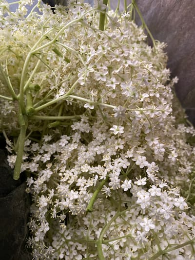The image shows a close-up view of a cluster of white elderflower blossoms. The flowers are small and densely packed, with light green stems visible beneath. The background is a blurry mix of gray and dark tones. The location is not evident from the image alone. The image contains no people or interactions.