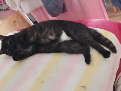 In the city of Hospozín, Czechia, a black and grey tabby cat is resting on a striped blanket. The cat is lying on its side, with its head turned towards the left of the frame. Its eyes are partially closed, and its fur appears to be soft and well-groomed. The blanket is made up of alternating stripes of white, pink, and yellow. In the background, a light-colored wooden floor is visible, along with a white metal frame, and a portion of a pink fabric. The lighting suggests an indoor setting, likely a home environment.