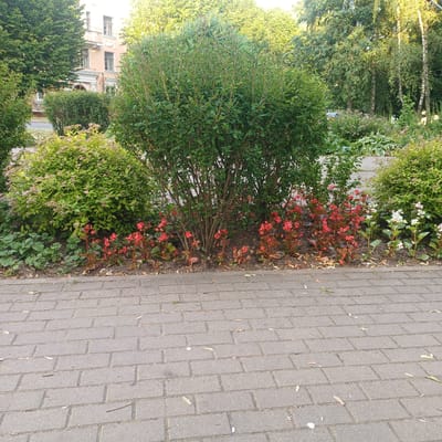The image depicts a garden bed along a paved walkway. The garden features a variety of plants, including a large, bushy green shrub in the foreground, a cluster of red-flowering plants behind it, and some smaller green plants at the base. To the left, a building with multiple windows and classical architectural elements is partially visible, partially obscured by trees. The walkway is made of gray interlocking pavers, with a few scattered leaves and small debris on its surface. The scene appears to be outdoors, likely in a residential or public garden area. The lighting suggests it is daytime, possibly late afternoon given the warm, golden hue of the light filtering through the trees on the left. The overall impression is one of a well-maintained outdoor space. No people or animals are visible in the frame. There is no visible text in the image.