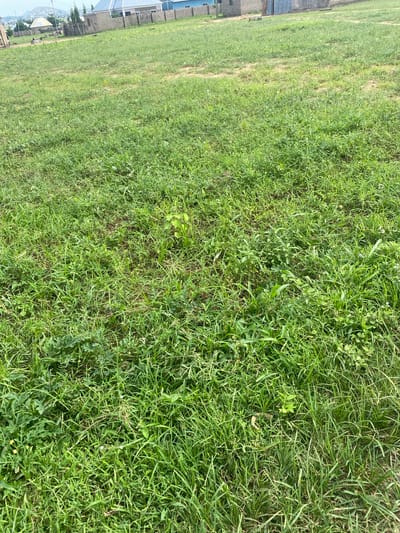 This is a full shot of a grassy field, taken from a slightly elevated perspective looking down at an angle. The field is lush and green, with a variety of grass types and some scattered weeds. The surface of the ground is uneven, with some patches of bare earth visible. 

In the background, to the left of the frame, there are some buildings. These appear to be low-rise structures with roofs and windows, suggesting a residential or commercial area. The architecture seems simple, possibly indicative of a local style. There are also some trees and what appear to be fences or walls. A road or pathway can be seen winding through the area.

The lighting suggests it is daytime, possibly late morning or early afternoon, given the brightness of the scene and the absence of strong shadows. The weather appears to be fair and possibly warm, conducive to outdoor growth.

The overall impression is of a somewhat undeveloped or semi-urbanized landscape in Tavo, Nigeria. The focus is primarily on the natural elements of the grassy field, but the presence of the buildings provides a context for the location. There is no discernable activity or event taking place. No text is visible in the image.