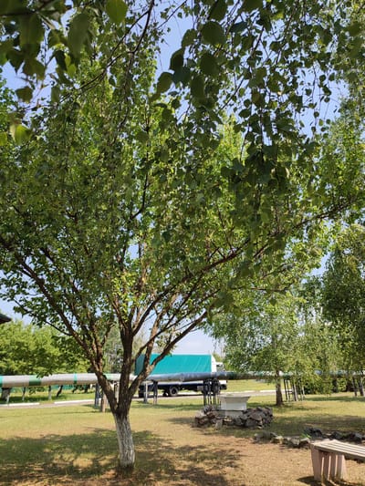 The image depicts an outdoor scene on a sunny day, likely in Narowlya, Belarus. In the foreground, a young tree with white-painted bark stands on a grassy area. Behind it, a large, wide pipe runs horizontally across the frame, supported by metal stands. The pipe is gray with green markings and extends into the distance. To the right of the pipe, a concrete structure surrounded by rocks is visible, along with a wooden bench. In the background, a white truck with a teal tarp covering its load is parked. More trees and greenery are scattered throughout the scene, and a bright blue sky is visible overhead. The lighting suggests it is daytime, with clear weather conditions. No people are visible in the image. The overall impression is of an industrial or utility area set within a park-like environment.