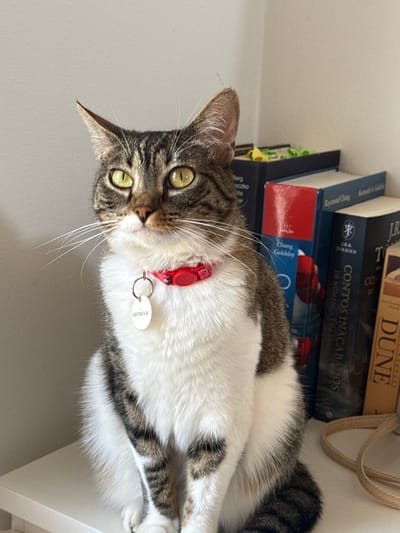 A tabby and white cat with yellow eyes sits on a white shelf next to a stack of books. The cat is wearing a red collar with a white tag. The books on the shelf include titles in Portuguese, such as "Contos Inacabados" and "Dune." The scene appears to be indoors, likely in a residential setting in Oeiras, Portugal.