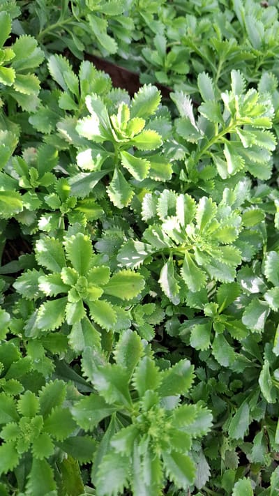 A close-up, overhead, full-frame shot showcases a dense patch of small, green, serrated leaves. The leaves are fleshy and succulent, with a slightly waxy sheen. They are arranged in rosettes and along stems, creating a textured, carpet-like effect. The lighting suggests it is daytime, with bright sunlight creating highlights and shadows, particularly on the upper surfaces of the leaves. The background is a blur of more green foliage, with hints of darker brown, possibly indicating soil or decaying organic matter. No people, animals, or man-made objects are visible. The image appears to be taken in a natural or cultivated garden setting.