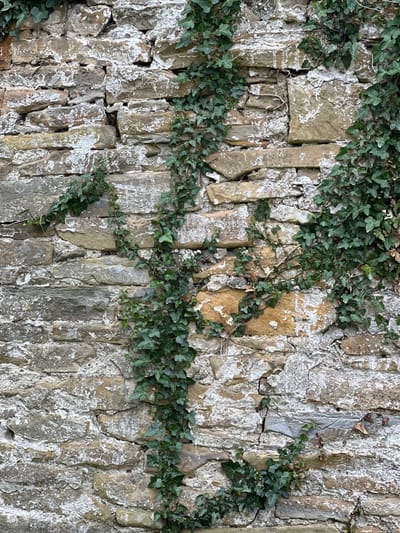 The image displays a close-up, outdoor, full-frame view of a weathered stone wall partially covered in green ivy. The stones are irregularly shaped and stacked, with visible cracks and rough textures. Many of the stones have patches of white efflorescence or lichen, suggesting exposure to the elements. The ivy vines weave horizontally and vertically across the wall, with clusters of dark green, lobed leaves. Some dried leaves are also scattered on the wall and amongst the ivy. The lighting appears natural and diffused, suggesting it is daytime, possibly overcast given the lack of strong shadows. No people or specific objects are discernible beyond the natural elements of stone and plant life. The setting is likely an outdoor structure such as a garden wall or an old building facade. The lack of any discernible human activity or specific temporal indicators implies a static, natural scene. The location context provided indicates this is Mountcharles, Ireland, which could inform the type of stone and vegetation observed. There is no visible text in the image.