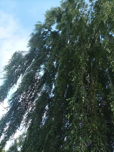 An upward-looking perspective captures the canopy of a weeping birch tree against a pale blue sky with wispy clouds. The tree's branches, adorned with dense green foliage, droop downwards, creating a curtain-like effect. The white bark of the trunk is partially visible through the leaves. The scene is set in a natural environment, likely a park or a residential area in Shurma, Russia, with no people or specific man-made structures immediately apparent within the frame. The lighting suggests it is daytime.