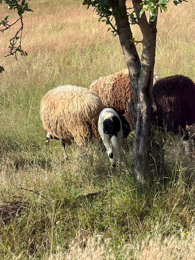The image shows a flock of sheep in a grassy, sun-drenched field. A small, multi-trunked tree stands in the foreground, casting a shadow on the sheep. The sheep are of various colors, including light brown, dark brown, and black and white. One sheep is facing away from the camera, while the others are partially obscured by the tree and foliage. The background is filled with tall, dry grass, indicative of a rural or natural setting. There are no discernible structures or signs of urban life. The lighting suggests it is daytime, possibly late afternoon due to the long shadows. The image is taken from a slightly elevated perspective. The specific location in the city of Pravets, Bulgaria, cannot be determined from the visual information alone.