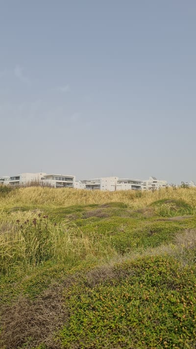 The image depicts a row of white buildings situated behind vegetation. The vegetation consists of green bushes, tall dry grass, and other greenery. The sky above is pale blue and almost white. The image was taken in the city of Nahariyya, Israel.