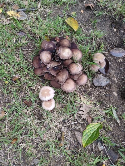 A cluster of dark brown mushrooms dominates the scene, nestled among green grass and fallen leaves. Smaller groupings of lighter-colored mushrooms are scattered around. The ground appears moist, with a mix of dirt and decaying organic matter. Some of the mushrooms exhibit signs of decay, with blackened edges. The overall composition creates a natural, somewhat somber, woodland setting.