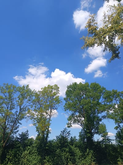 The image displays a bright blue sky with scattered white clouds. Several trees with green foliage are visible in the lower half of the frame, with a dense line of greenery forming the bottom edge. A branch with lighter green and yellow leaves extends from the top right corner, against the sky. The scene appears to be an outdoor setting, likely a park or countryside, given the prevalence of trees and vegetation. The lighting suggests it is daytime. The location is specified as Nordkirchen, Germany.