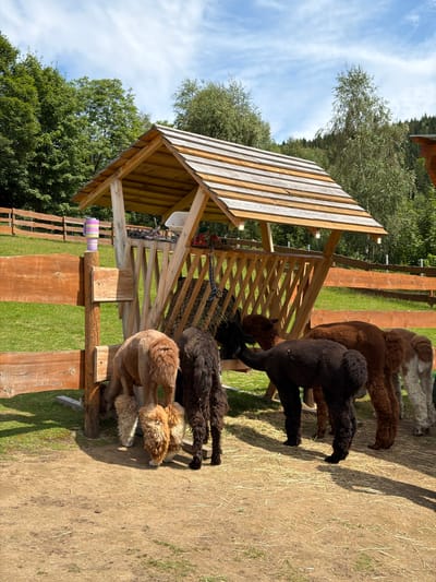 A group of alpacas are gathered around a wooden feeder in a grassy enclosure. The feeder is shaped like a small barn with a sloped wooden roof and a structure for holding feed. The alpacas, varying in color from light brown to dark brown and black, are eating from the feeder. Some alpacas have fluffy legs. A wooden fence surrounds the enclosure, and trees are visible in the background. The scene appears to be a farm or an animal sanctuary, possibly located in Świeradów-Zdrój, Poland, given the rural setting and the presence of alpacas, which are often found in such facilities. The sky is partly cloudy.