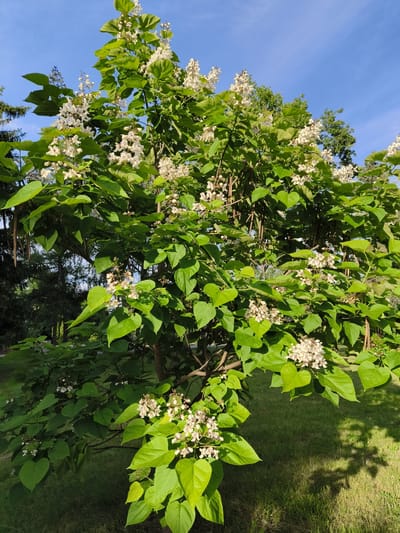 The image shows a large Catalpa tree with abundant white flowers and large green heart-shaped leaves. The tree is in full bloom, with clusters of delicate white blossoms scattered throughout its branches. The leaves are a vibrant green, indicating a healthy tree. In the background, other trees and a grassy lawn can be seen, suggesting an outdoor setting like a park or garden. The sky is a clear, bright blue, with no visible clouds, indicating good weather. Long, bean-like seed pods are visible hanging from some of the branches, suggesting it might be late spring or early summer. The lighting suggests it is daytime, likely mid-morning or afternoon, with sunlight casting shadows on the grass. There is no text visible in the image. The scene evokes a feeling of natural beauty and tranquility.