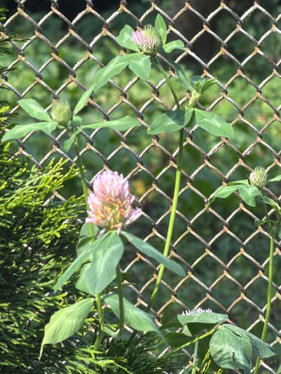 In the city of Kamianka-Buzka, Ukraine, a close-up, eye-level shot captures a patch of clover plants with pink blossoms and green leaves growing in front of a rusty chain-link fence. The fence, with its diamond-shaped openings, shows signs of wear and corrosion, suggesting it is aged. Behind the fence, the background is a soft blur of green foliage, indicating an outdoor environment with natural vegetation. To the left of the frame, a dense, bright green conifer branch is visible, adding a contrasting texture and color to the scene. The lighting suggests a sunny day, with shadows and highlights evident on the clover leaves and blossoms. No people or animals are present in the image.