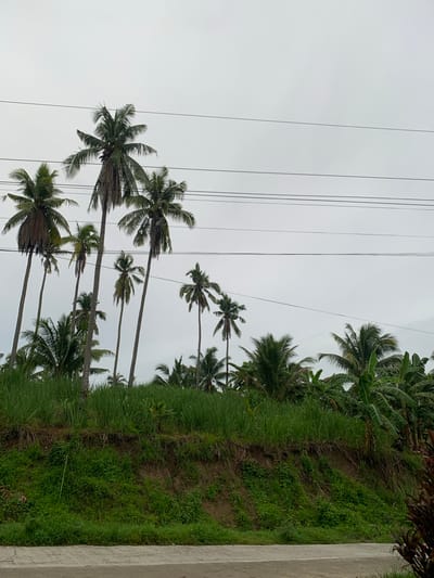 In the city of Kiblawan, Philippines, a cluster of tall palm trees with slender trunks and fronded tops dominates the frame, set against an overcast sky. The trees are spaced unevenly, with some appearing fuller than others, and a few smaller trees and lush green foliage are visible at their bases. Power lines stretch horizontally across the upper portion of the image, cutting through the sky. The foreground features a slightly elevated embankment covered in dense green grass and vegetation, with a paved surface, possibly a road or sidewalk, running along the bottom edge. The overall scene depicts a natural, tropical landscape with a hint of human infrastructure.