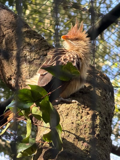 A bird with a spiky crest is perched on a rough, textured tree branch in what appears to be an outdoor aviary. The bird is predominantly light brown and tan, with darker brown and white-banded feathers on its wings and body. Its head is turned to the left, revealing an orange beak and a reddish-brown eye. Several vibrant green leaves are growing on the branch near the bird, partially obscuring its body.
The background shows a blurred pattern of fencing or netting, with dappled sunlight filtering through it and the surrounding foliage. The lighting suggests it is daytime, with warm sunlight casting shadows on the tree bark. The setting, with the netting and controlled environment, points to a zoo or wildlife sanctuary. The location context of Foz do Iguaçu, Brazil, suggests the bird may be a species native to South America. No text is visible in the image.