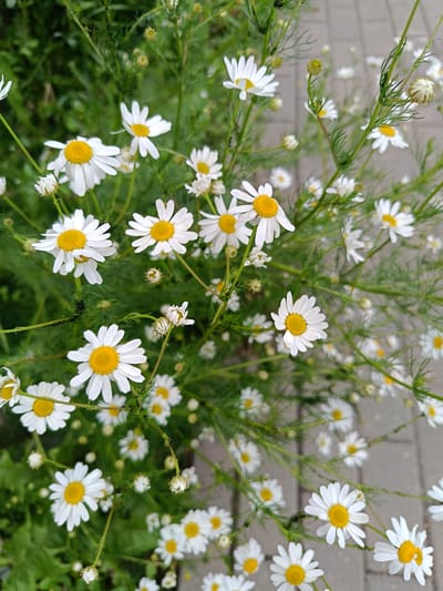 The image displays a close-up, eye-level shot of a cluster of white daisies with yellow centers, interspersed with green foliage. Some of the daisies are in full bloom, while others are buds or partially withered. The flowers are arranged in a natural, slightly chaotic manner, with some stems extending upwards and others trailing downwards. In the background, a blurred, gray, paved surface, likely a sidewalk or pathway, is visible. The lighting suggests an outdoor setting, possibly during daylight hours. The specific location in the city of Niasvizh, Belarus, is not explicitly indicated within the image itself, but the scene depicts a common natural or semi-natural environment found in many urban or suburban areas. There are no people or animals visible in the frame.