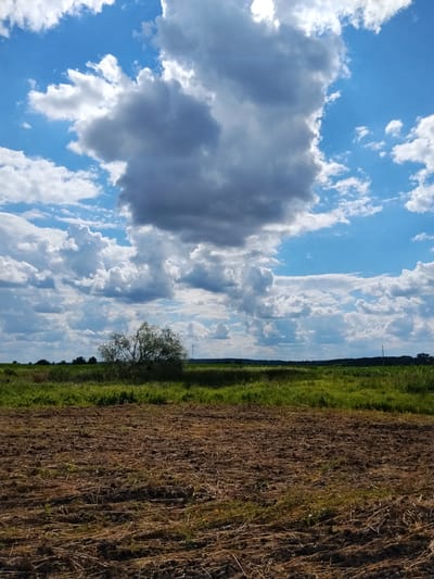 A vertical, eye-level, medium shot captures a cultivated field in Ustyvytsya, Ukraine, under a vast, cloudy sky. The foreground is dominated by a freshly plowed field of dark brown earth, strewn with dry straw and vegetation. Beyond the field, a line of green grass and then a field of taller green crops stretches horizontally across the middle ground. A solitary, leafy tree with a light green canopy stands in the mid-ground, slightly left of center, in front of the green fields. The horizon is defined by a distant treeline under a bright blue sky filled with large, dramatic cumulus clouds. Some of the clouds are dark gray, suggesting potential rain, while others are white and puffy. The overall scene depicts a rural agricultural landscape on a partly cloudy day.