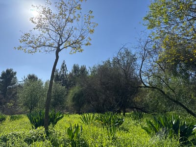 The image depicts an outdoor natural environment in Rosh HaAyin, Israel, under a clear blue sky with bright sunlight. A prominent, slender deciduous tree with sparse light green leaves and a dark brown trunk stands in the left foreground, leaning slightly right. A significant sun flare emanates from the upper left, partially obscuring the tree's upper foliage. The midground and background consist of a dense line of various trees and bushes, some with dark green foliage and others appearing deciduous with fewer leaves. The ground is covered with lush, vibrant green grass interspersed with small yellow wildflowers. Several clusters of large, dark green, broad-leafed plants are visible in the foreground and midground, scattered throughout the grass. No individuals or animals are present.