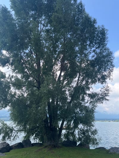 This image presents a serene outdoor scene in Hünibach, Switzerland, centered on a large, mature deciduous tree. The tree occupies the majority of the frame, featuring dense green foliage, multiple trunks, and branches extending towards a bright blue sky with scattered white clouds. The base of the tree rests on a patch of green grass, which extends to the immediate foreground. Several dark, irregular-shaped rocks are positioned along the edge of the grassy bank, separating it from a body of water. The water exhibits a calm, rippled surface, reflecting the light. In the background, across the water, distant landforms, likely mountains, are faintly visible under the sky. No people, animals, or specific activities are depicted.
