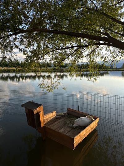This image presents a serene outdoor scene, likely captured at a lake or large pond in Doganovo, Bulgaria. The main subject is a large white swan, possibly a Mute Swan, peacefully resting on a rustic wooden nesting platform positioned in the water. The swan's head is tucked into its back, suggesting it is asleep or deeply relaxed, nestled among some dried grass or nesting material.
The calm surface of the water, which dominates the middle and background of the frame, reflects the distant treeline and the sky, creating a soft, mirrored effect. A dark metal fence or net is partially visible, extending across the midground of the water, creating a boundary or enclosure. On the left side of the image, the dark trunks and vibrant green foliage of trees frame the view, casting natural shadows and adding to the verdant atmosphere.
The lighting indicates either early morning or late afternoon, with a warm, soft glow illuminating the swan and its wooden structure, creating gentle highlights and shadows. The weather appears clear and calm. There are no people visible in the photograph, and no discernible text. The scene evokes a strong sense of tranquility and natural beauty.
