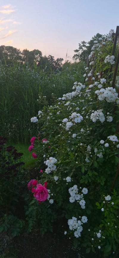 This media file depicts a garden scene at dusk in Pushkin, Russia. The primary subjects are clusters of white and pink roses against a backdrop of lush green foliage. In the foreground, darker, indistinct foliage suggests other plants or perhaps the shadowed ground. The sky, visible in the upper left portion of the image, shows a soft gradient of pale blue and faint pink, indicating the time of day is either sunrise or sunset, leaning towards sunset given the overall lighting.
The scene is peaceful and serene, evoking a sense of natural beauty and tranquility. The roses, particularly the vibrant pink ones in the lower right, are in bloom, suggesting a late spring or summer season. The presence of tall grasses and trees in the background helps establish the natural, outdoor setting of a garden, possibly a park or a private garden. There is no discernible activity or event taking place; the image is a still capture of a botanical scene. No text is visible in the media file. The overall mood is one of quiet natural beauty bathed in soft, fading light.