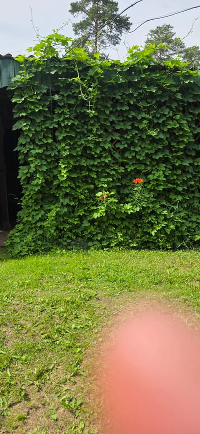 The image shows a dense green wall of foliage, possibly ivy or hops, covering a wooden structure. Two small, bright orange flowers are visible amidst the greenery. The foliage extends to the top of the structure, where it meets the branches of tall pine trees under a cloudy sky. In the foreground, a patch of green grass is visible, with some dry patches and scattered weeds. A blurred, reddish-pink area is present in the bottom right corner, suggesting a finger or thumb obstructing the lens. The overall scene appears to be an outdoor, possibly residential, setting.