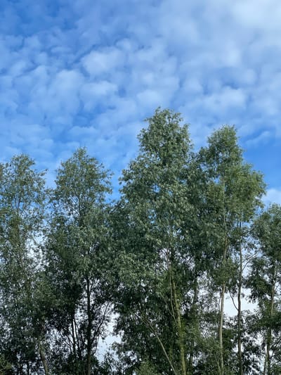 The image depicts a view looking upwards at a cluster of tall, slender trees with dense, green foliage against a bright blue sky filled with white, puffy clouds. The trees occupy the majority of the frame, obscuring the background and suggesting an outdoor setting. The lighting indicates it is daytime, with the sun likely positioned above and slightly to the side. The scene is devoid of any human presence or discernible man-made structures, presenting a naturalistic view. This image was captured in Lokeren, Belgium.