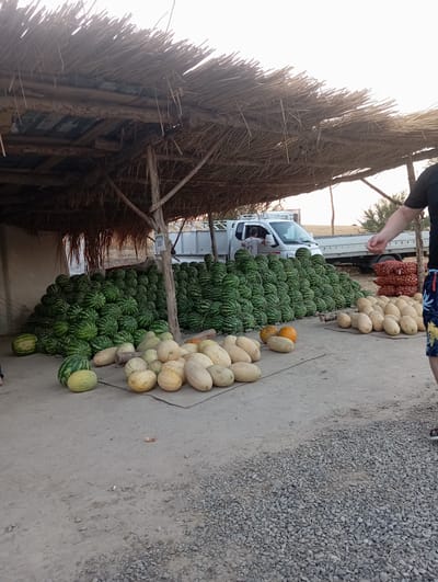 In the city of Sadyrbay, Kyrgyzstan, a roadside fruit stand is depicted. The scene is dominated by large piles of watermelons and other fruits, likely melons, arranged on the ground. A rustic, thatched-roof shelter provides shade for the produce. Behind the fruit, a white truck is visible, suggesting a point of sale or delivery. A person is partially visible on the right side of the frame, facing away from the camera, implying they are interacting with the stand or the surrounding area. The ground is a mix of dirt and gravel. The sky is overcast, indicating a potentially warm, but not intensely sunny, day.