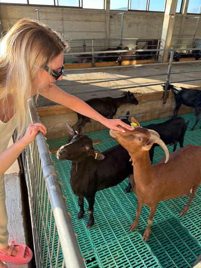 In Krimovice, Montenegro, a blonde woman wearing sunglasses and a light-colored tank top is interacting with goats at a farm. She is leaning over a metal railing, reaching out to pet a brown goat with horns. The goat is looking up at her, and her hand is gently touching its head. There are several other goats in the enclosure, including black ones. The enclosure has a concrete floor with a green plastic matting and wooden partitions. The background shows a building with large windows and sunlight streaming in, indicating an indoor or partially covered farm setting. The woman is wearing light-colored pants and bright pink sandals.