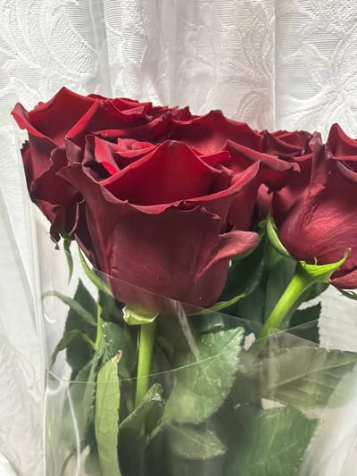 The image shows a close-up view of a bouquet of dark red roses, some of which are partially obscured by clear plastic wrapping. The roses are in full bloom with velvety petals. The stems are green and some leaves are visible, also green. The background consists of a white, textured fabric, possibly a curtain or drapery, with a subtle floral pattern. The lighting is soft, creating subtle shadows and highlights on the rose petals. The image is a still life, with no people or discernible action. No specific location in Timashevsk, Russia, can be identified from the visual information provided.