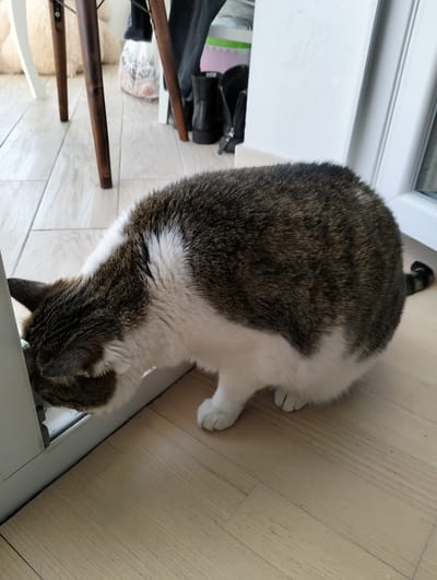 A tabby and white cat is sniffing at the edge of a white door or window frame. The cat is positioned on a light wood floor. The background includes parts of chair legs and other furniture items. The location of Krykhivtsi, Ukraine, cannot be determined from the visual information provided.