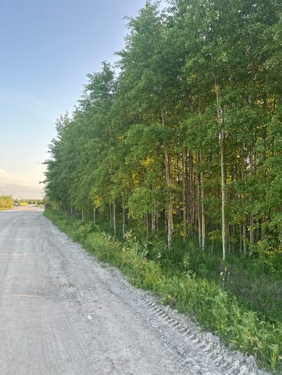 The image depicts a dirt road running alongside a dense line of tall, slender trees with light-colored bark and lush green foliage. The road is unpaved and appears to be a track with tire impressions visible in the sandy soil. The trees are mostly uniform in height and density, creating a natural border to the road. The sky is a pale blue with some wispy clouds, suggesting it is either early morning or late afternoon. The overall setting appears to be rural or natural, possibly on the outskirts of a settlement. There are no people or specific urban structures visible in the immediate foreground or along the treeline. The distant background shows a flat landscape with hints of vegetation and possibly some infrastructure, like poles or distant lights, under a bright sky. The lighting suggests natural daylight conditions, with some sunlight filtering through the trees, creating dappled light on the ground. The scene is devoid of any identifiable markers that would pinpoint its location within Izyayu, Russia.