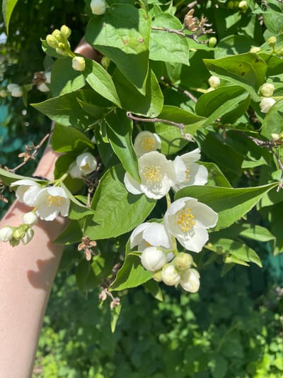 In the city of Турово, Russia, a close-up shot captures a hand gently holding a branch of white jasmine flowers. The flowers are in various stages of bloom, with some fully open showcasing their yellow stamens and others still in bud form. Lush green leaves surround the blossoms, some bearing small brown spots. The background is a soft blur of more greenery, suggesting a garden or natural outdoor setting. The lighting indicates it is daytime, with sunlight casting shadows on the leaves and the person's arm.