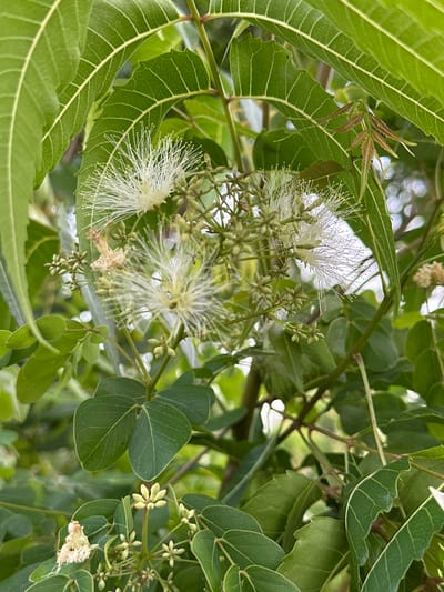 This is a close-up, eye-level photograph of a flowering tree in Phan Thiết, Vietnam. The foreground is dominated by vibrant green leaves and delicate white flowers with numerous thin, thread-like stamens. Several clusters of unopened flower buds are also visible, appearing as small, greenish-yellow structures. The flowers are arranged in loose inflorescences. The leaves are compound, with multiple leaflets on each stem. The background is softly blurred, suggesting an outdoor environment with dappled sunlight. The image appears to be taken during daylight hours.