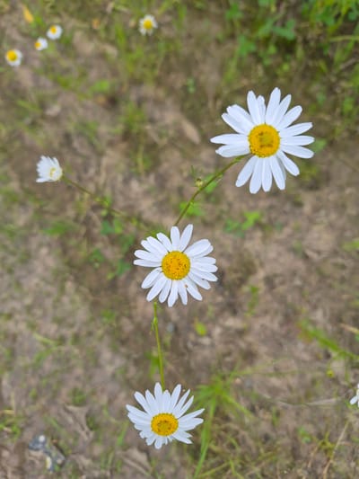 A medium shot captures a patch of daisies growing in a dirt and grass environment. Four prominent daisies with white petals and yellow centers are in focus, with several other less distinct flowers scattered in the background. The daisies are positioned in a somewhat scattered arrangement across the frame, with one daisy near the bottom center, another to its upper left, and two others higher up and to the right. The ground is a mixture of dry dirt and green grass, with some blurred vegetation in the background. The lighting appears to be natural daylight.