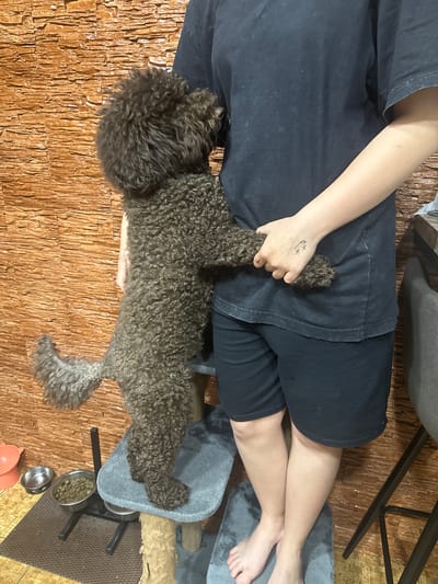 A person wearing a black t-shirt and black shorts is lying down on a wooden floor. Their left arm is extended, and a small, brown, curly-haired dog is lying on top of their legs. The dog's paw is resting on the person's hand. The person has a small tattoo of a smiling face with crossed-out eyes on their hand. The scene appears to be indoors, with some furniture visible in the background, including grey pet beds and a metal frame structure supporting the pet beds and food bowls. The lighting suggests it might be daytime, but no specific time can be determined. The overall mood is relaxed and affectionate. There is no visible text in the image.