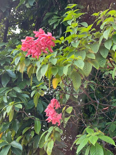 The image shows a cluster of vibrant pink flowers cascading from a tree. The flowers are delicate and appear to be in full bloom, with multiple petals forming a bell-like shape. They are surrounded by lush green foliage, with some leaves showing a slight yellowing, suggesting they might be older or exposed to more sunlight. The background is a dense canopy of leaves, indicating an outdoor setting, possibly a garden or a natural landscape. The lighting suggests it is daytime, with sunlight filtering through the leaves. The specific location in Karangkebagusan, Indonesia, is not visually evident from the image alone; it is provided as contextual information. There are no people or animals visible in the frame.