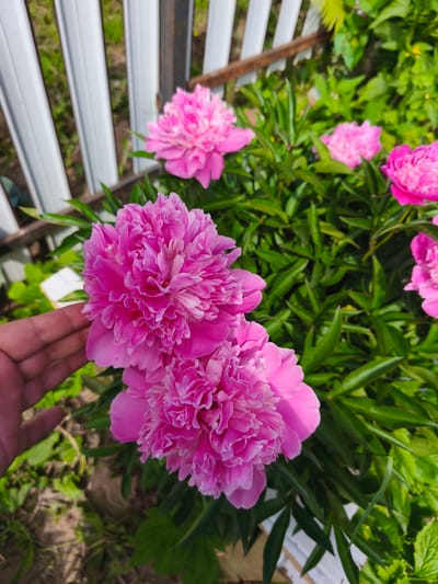 A hand is gently touching two blooming pink peonies in a garden. The peonies are large and have many ruffled petals. The background shows more pink peonies, lush green foliage, and a white fence with vertical slats. The scene appears to be outdoors on a sunny day, likely in a residential area. The location is Puchezh, Russia.