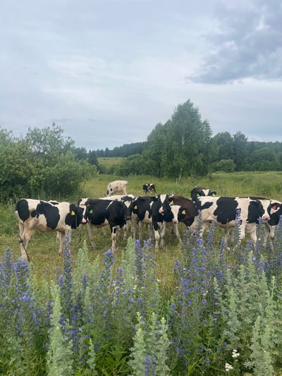 In a field located in the vicinity of Уральское, Russia, a herd of black and white Holstein cows grazes under an overcast sky. The cows are positioned in the middle ground of the image, with several of them facing the viewer directly. They are predominantly black and white in coloration, with some featuring tags on their ears. In the background, a light-colored cow is visible further in the field, and beyond that, a dense line of trees forms the horizon. The foreground is dominated by a cluster of tall, vibrant blue wildflowers and green foliage, with a wire fence running horizontally through the lower portion of the frame, partially obscured by the plants. The overall environment appears to be rural and agricultural.