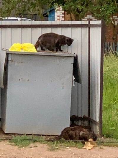 A dark-colored cat is perched on top of a grey dumpster. Another dark-colored cat is lying on the ground in front of the dumpster, partially obscured by shadows and a yellow object. The dumpster is positioned against a corrugated metal wall, with some greenery visible in the background. The ground appears to be dirt with some sparse vegetation. The scene is outdoors.