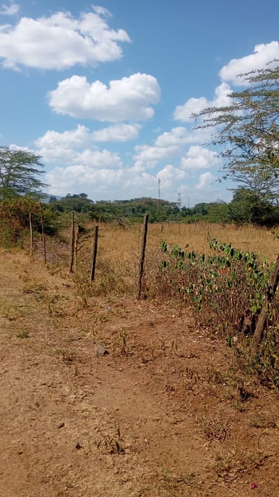 The scene depicts an undeveloped, arid-like landscape in Mosop ward, Kenya, under a clear blue sky dotted with scattered white cumulus clouds. The foreground consists of reddish-brown, compacted earth with sparse patches of dry, yellowish grass and small, resilient green plants. A crude fence line constructed from five dark, irregularly spaced wooden posts extends diagonally from the left foreground towards the mid-ground. Thin, dark wire or string is minimally visible connecting the posts. To the immediate right of the fence line, a cluster of green-leafed bushes with thin stems grows. Beyond the fence, the mid-ground transitions into an expanse of dry, light-brown grass and scattered low-lying bushes and trees. In the background, a dense line of green trees forms a horizon, with what appear to be hills or elevated terrain faintly visible on the far left. Several tall, metal lattice communication towers are visible against the distant tree line, with one more prominent than the others. There are no individuals, animals, or visible actions within the frame.