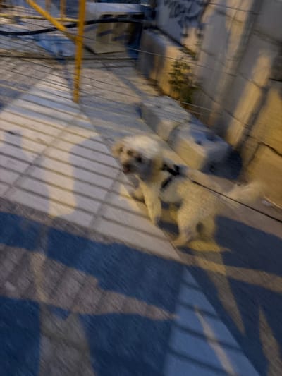 The image shows a small, white dog with dark markings on its back, walking on a tiled surface. The dog is on a leash, which is held by an unseen person. The surface is composed of light-colored rectangular tiles, with dark lines between them, casting striped shadows. In the background, there are blurred structures that appear to be made of concrete or stone, some with graffiti. Yellow scaffolding and dark wires are also visible. The overall lighting suggests it is either dusk or dawn, or an overcast day. The scene is captured with motion blur, indicating movement of the camera or the subject. The location is identified as Calp, Spain, based on the presence of elements typical of urban environments in the region.