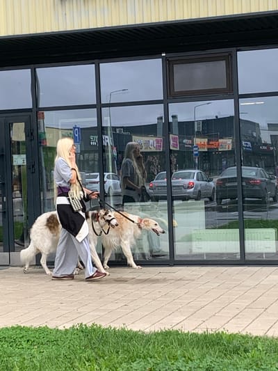 A blond woman in a gray top, purple sash, and light gray pants is walking two Borzoi dogs on leashes in front of a building with large, reflective windows. One dog is light-colored with brown markings, and the other is mostly light-colored with brown ears. The woman is holding a black and white checkered bag. The building's windows reflect cars and buildings across the street, including a gray sedan and a darker sedan. The ground is paved with light-colored rectangular tiles, and green grass is visible in the foreground. The scene appears to be in Novoe Shigaleevo, Russia, based on the context provided.