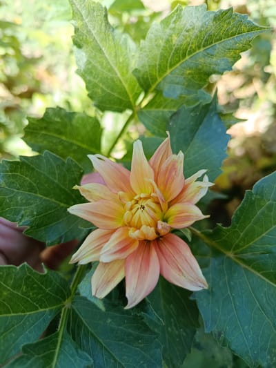 A close-up shot captures a dahlia flower in bloom, surrounded by its vibrant green leaves. The flower exhibits a gradient of colors, transitioning from a bright yellow at its center to soft peachy-pink hues on its outer petals. The leaves are large and textured, with visible veins and serrated edges. The background is softly blurred, hinting at a natural, outdoor setting with dappled sunlight filtering through. The image appears to be taken in Kentau, Kazakhstan, likely in a garden or park, given the presence of cultivated flowers and foliage. No people are visible, and the focus is solely on the floral subject.