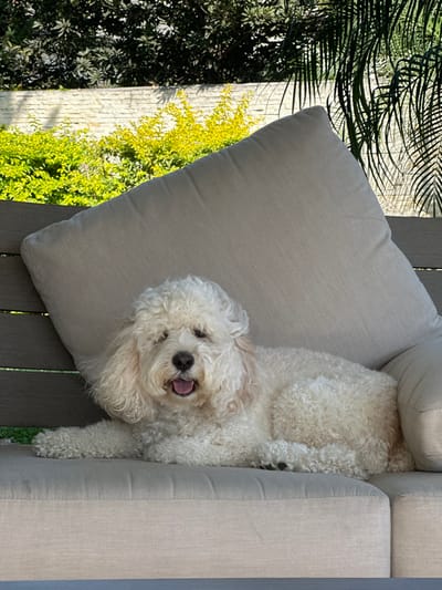 The scene is an outdoor setting in McAllen, United States of America. A cream-colored, curly-haired dog is observed lying on a light beige outdoor sofa. The dog's mouth is open, revealing its tongue, and its eyes are partially obscured by its facial fur. The sofa consists of light beige fabric cushions set within a darker, slatted frame. Behind the sofa, a light-colored stacked stone wall is visible, fronted by a dense bush displaying vibrant green and yellow foliage. To the right, a portion of a dark green palm frond is present. The environment is illuminated by direct sunlight, casting bright light on the foliage and the dog. No human subjects are visible.
