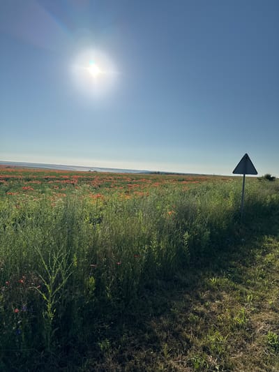 The image shows a vast field of red poppies under a clear blue sky. The sun is bright and positioned in the upper left quadrant of the sky, creating a lens flare. In the foreground, tall green grass and wildflowers line a dirt path. A triangular warning sign is visible on the right side of the frame, planted in the grass. The field of poppies stretches into the distance, appearing to be on a gentle slope. The horizon is hazy, suggesting a vast open landscape. The scene is peaceful and depicts a natural, rural setting.